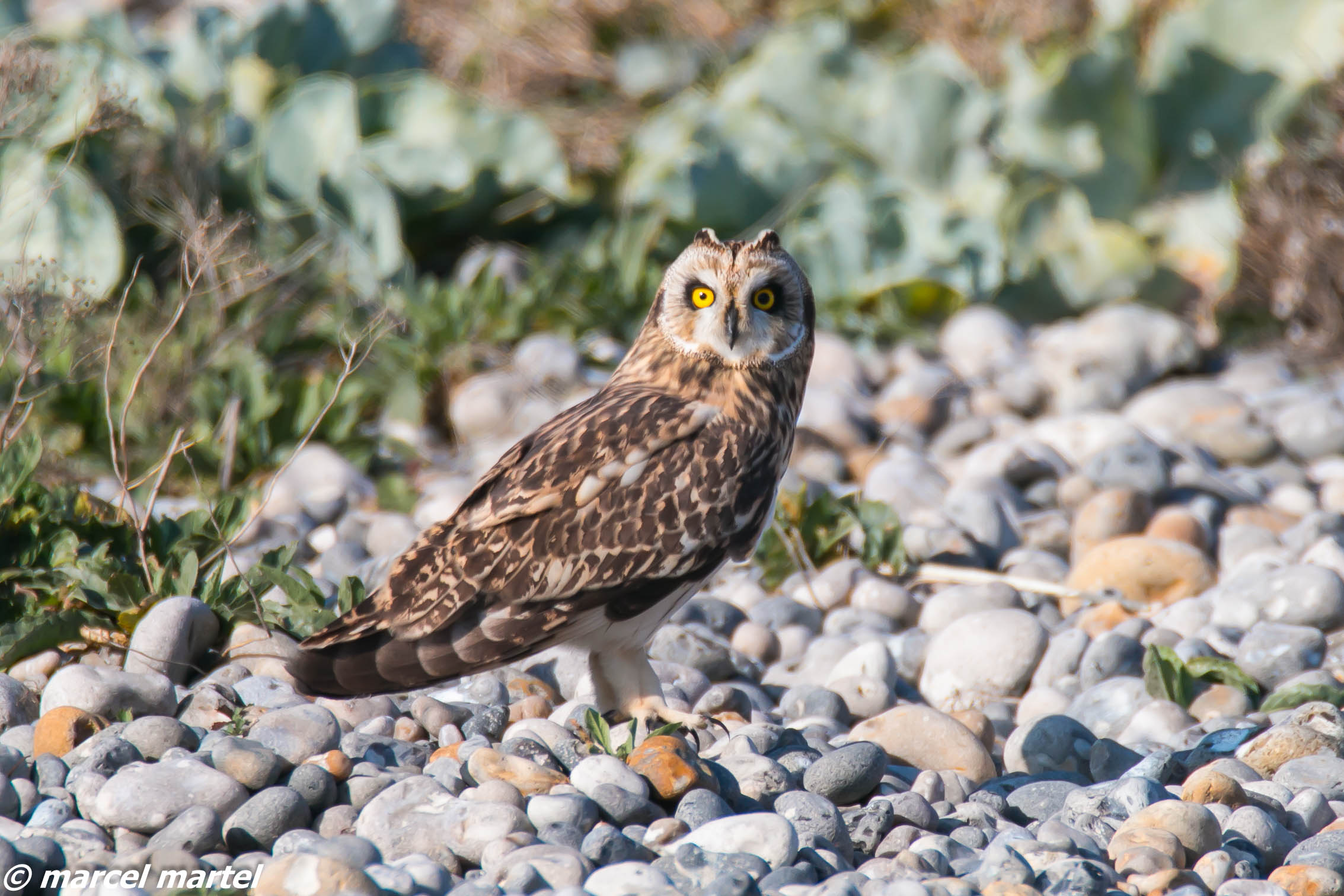 Les oiseaux du refuge de Niergnies